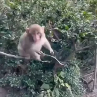 🐵