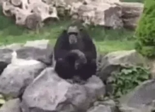 🐒