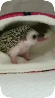😋