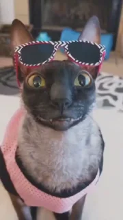 🤩