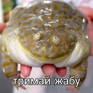 🐸