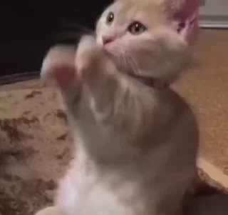 🌟