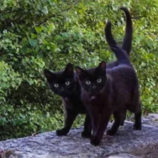 😺