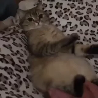 👻