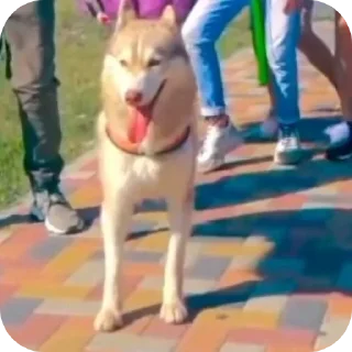 👍