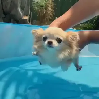 🏊‍♂