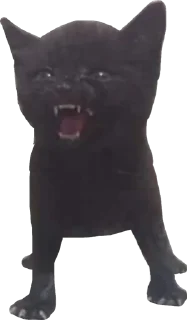😾