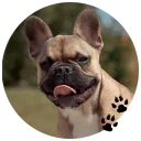 🐶