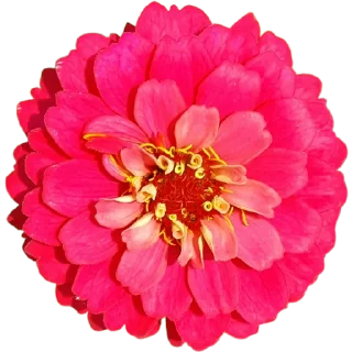 🌺
