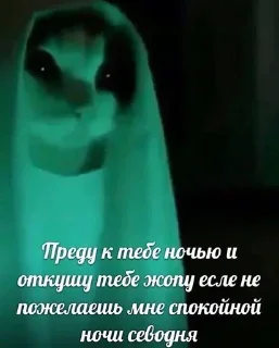 Кот