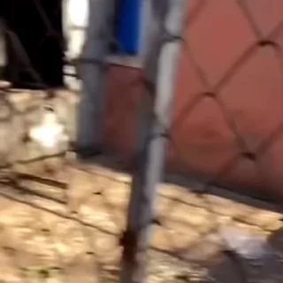 🙉