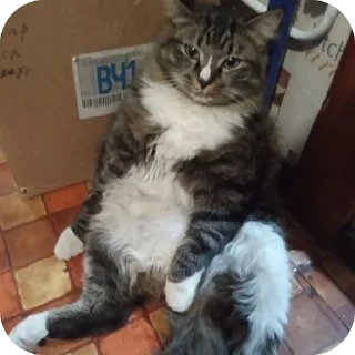 🐱