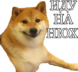🐶