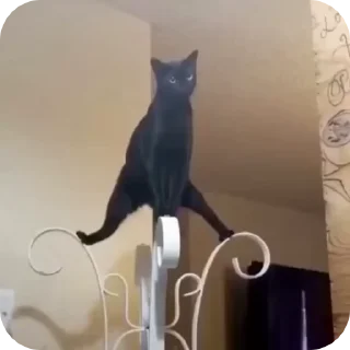 😎