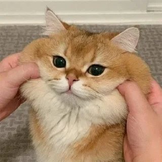 🐈