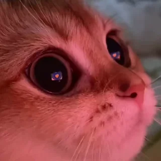 cats saves