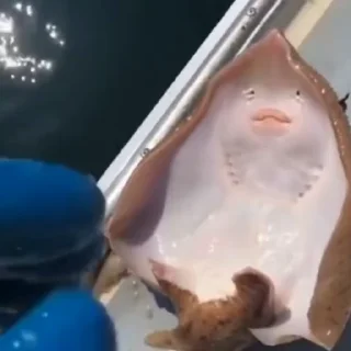 🤩