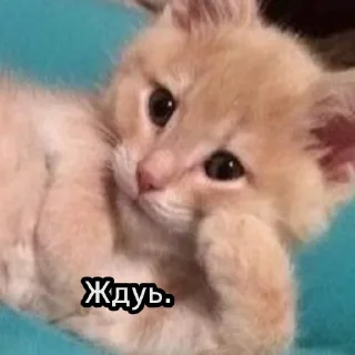 😺