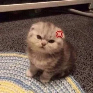 🐈