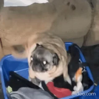 🕺