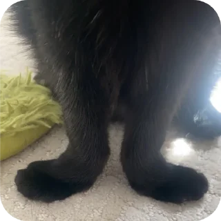 🐱