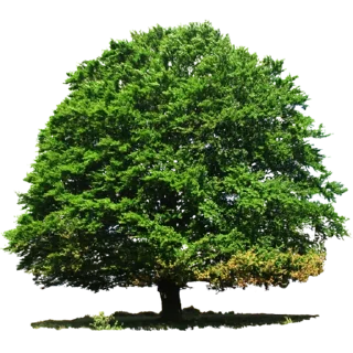 Trees Nature @PunjabiSticker
