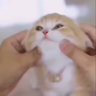 😽