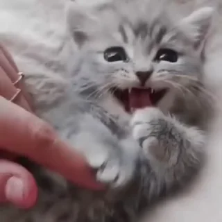 🐈