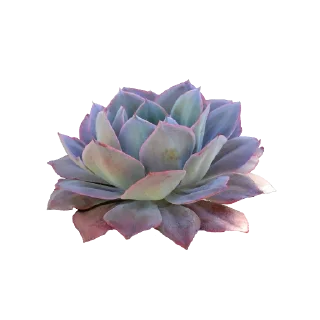🌸