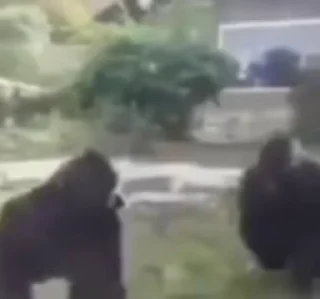 🐵