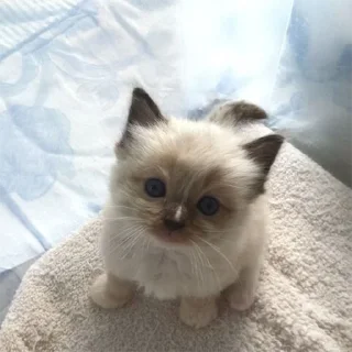 🐈