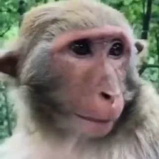 🐵