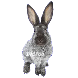 🐰