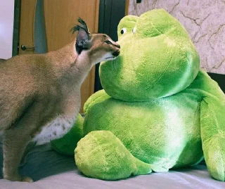 🐸