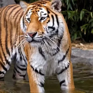 🤩
