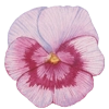 Flowers @sussserain