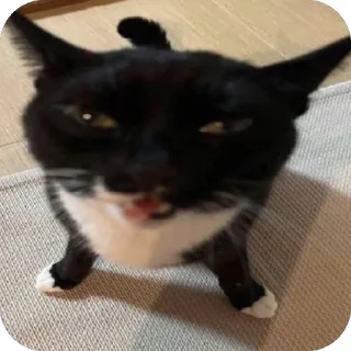 😾