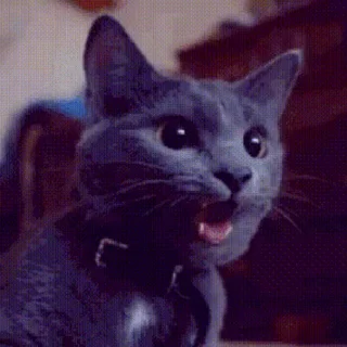 🐱