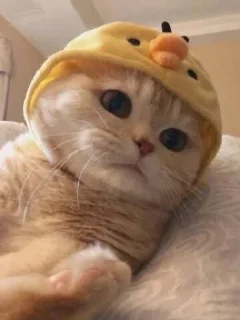 🐥