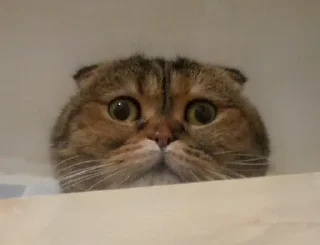 👀
