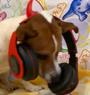 🎧