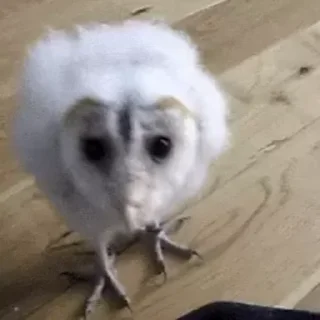 🦉