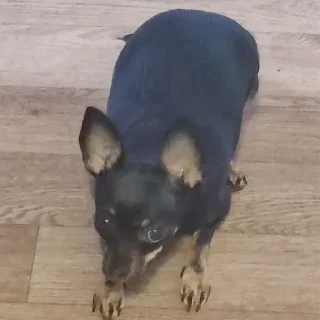 🐀