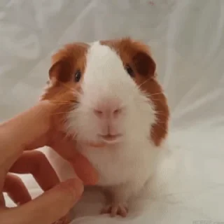 🐹