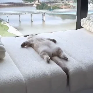 🐈