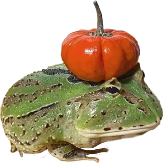жабки!!