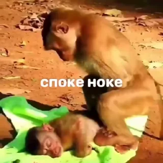 💤