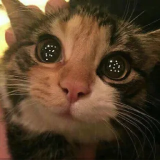 🤩