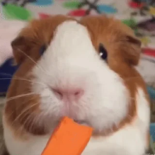 🐹