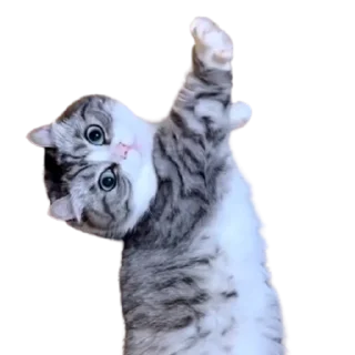 😺